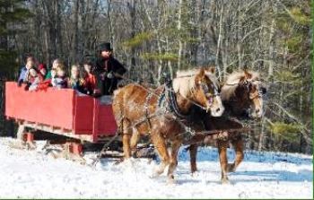 20th sleigh horse